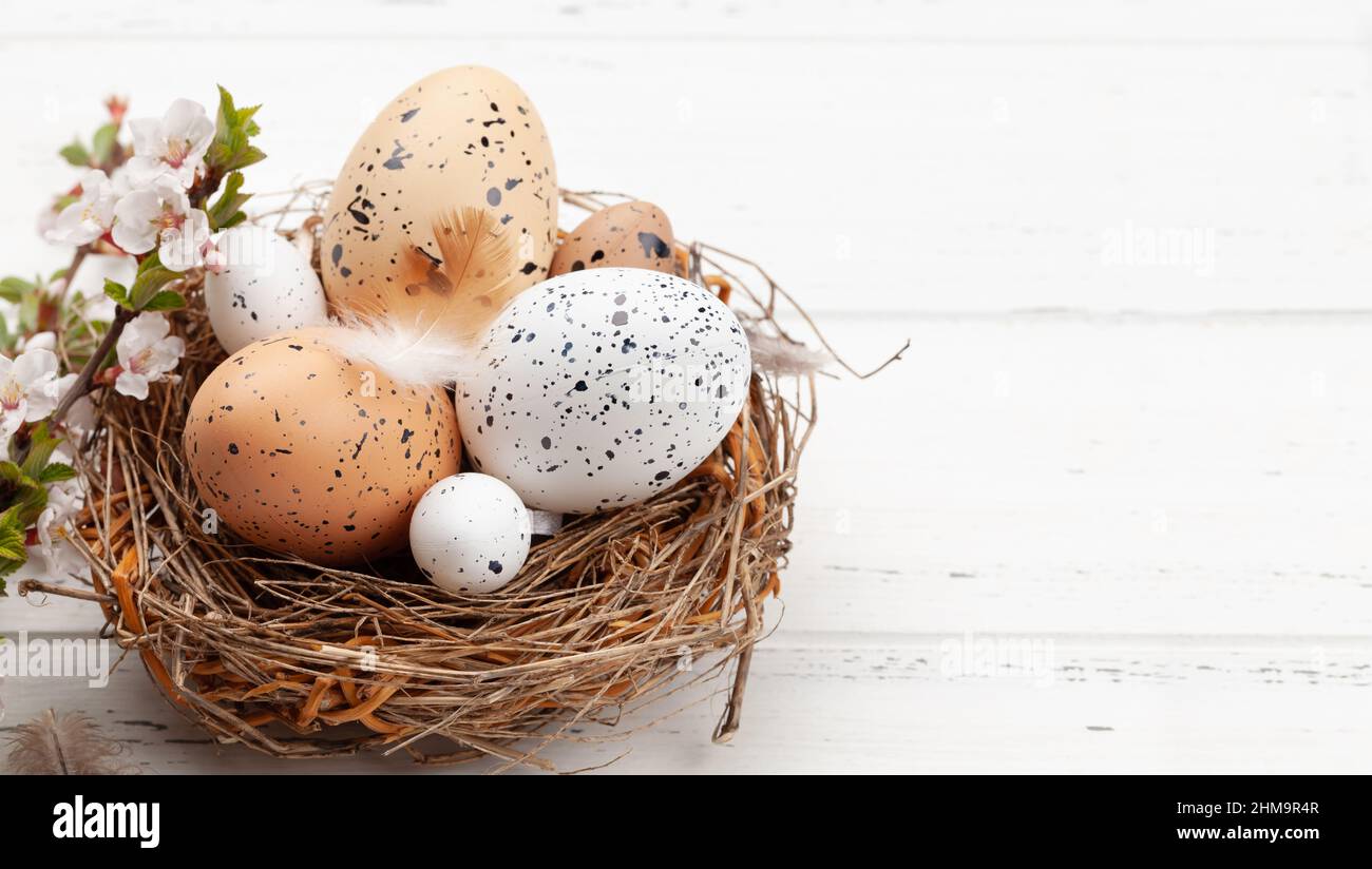 Easter eggs in nest and cherry blossom. Spring greeting card with copy ...