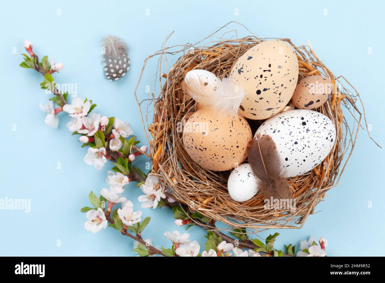 Easter eggs in nest and cherry blossom. Chicken and quail eggs. Spring ...
