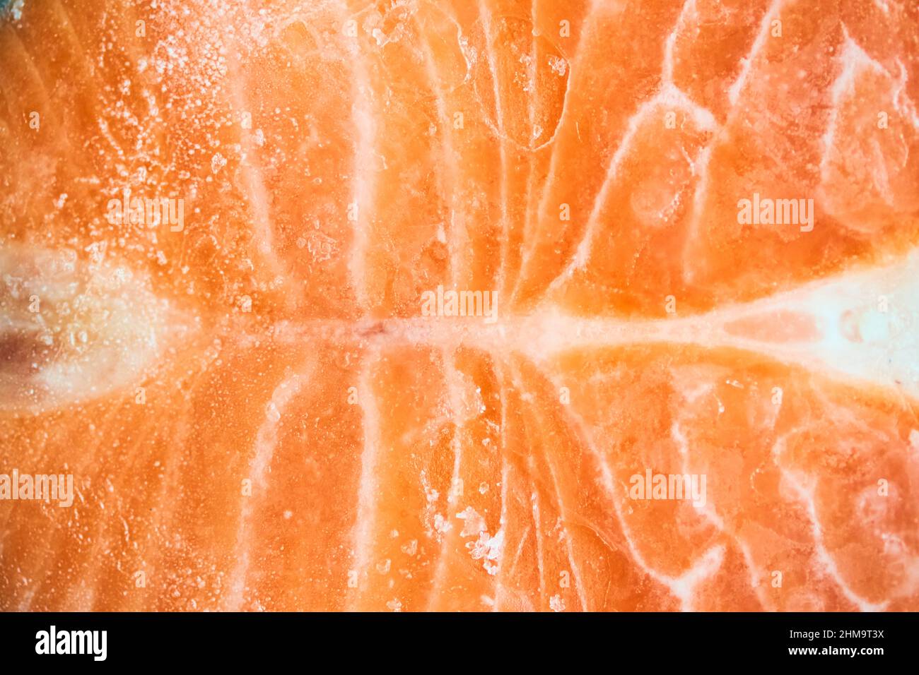 A piece of frozen salmon fillet. Close-up of pink salmon fillet with space to copy. High quality photo Stock Photo