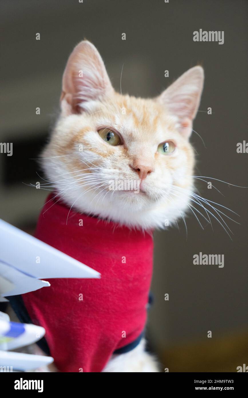 Feline castration hires stock photography and images Alamy