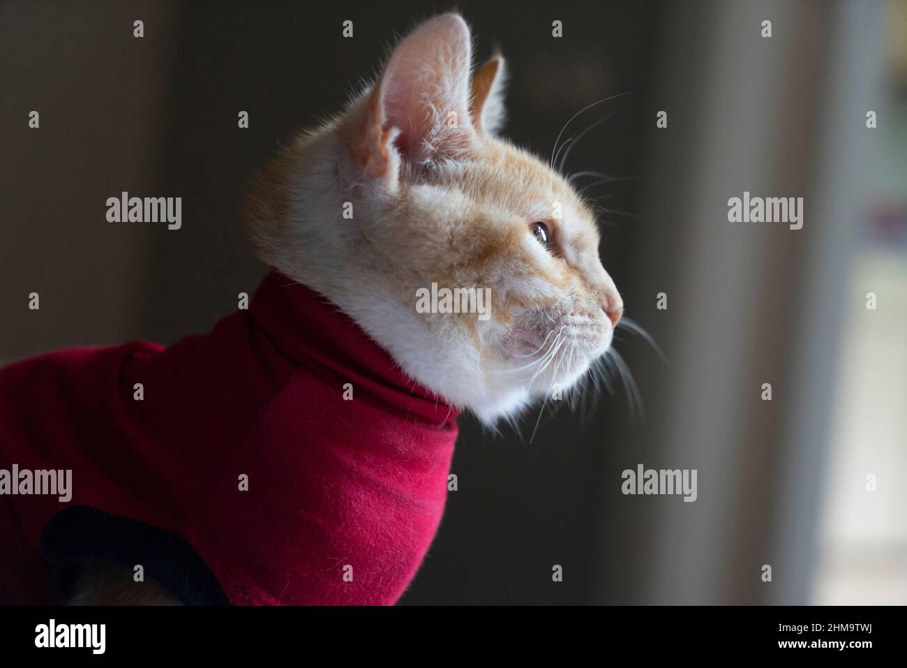 Ginger cat wearing a red protective coat after surgery portrait looking