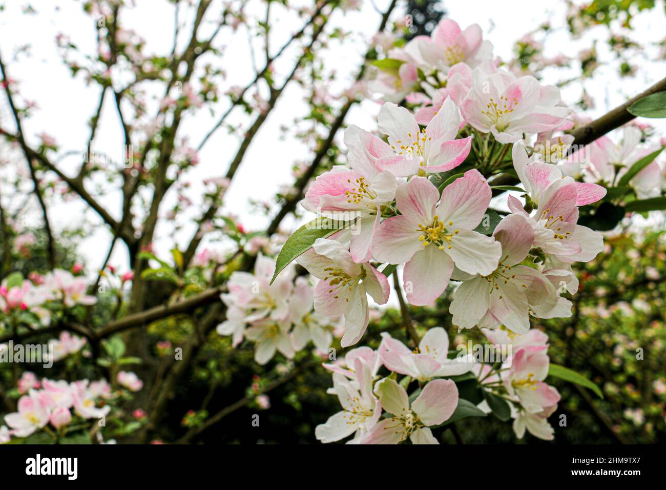 Flowering crab apple (Rosaceae) tree in spring Stock Photo
