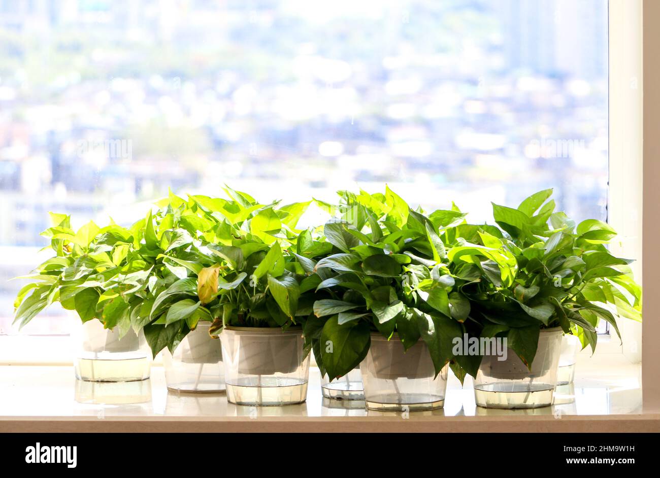 Green plants bathing in sunshine by the window Stock Photo