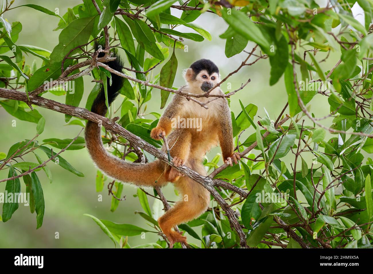 Central American squirrel monkey or red-backed squirrel monkey (Saimiri oerstedii), Sierpe, Corcovado National Park, Osa Peninsula, Costa Rica Stock Photo