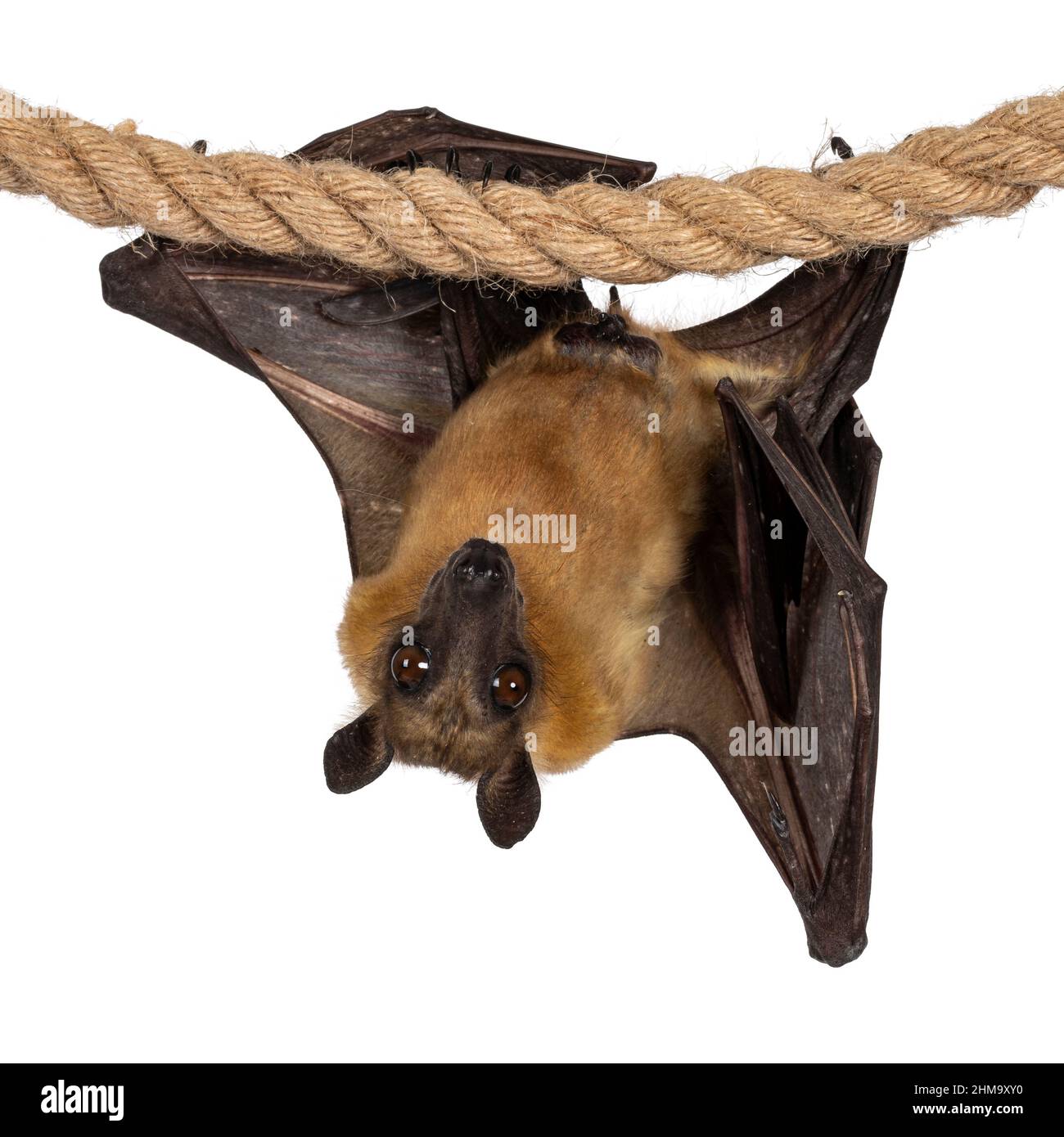 Young adult flying fox, fruit bat aka Megabat of chiroptera, hanging facing front on sisal rope. Looking straight to camera. Isolated on white backgro Stock Photo