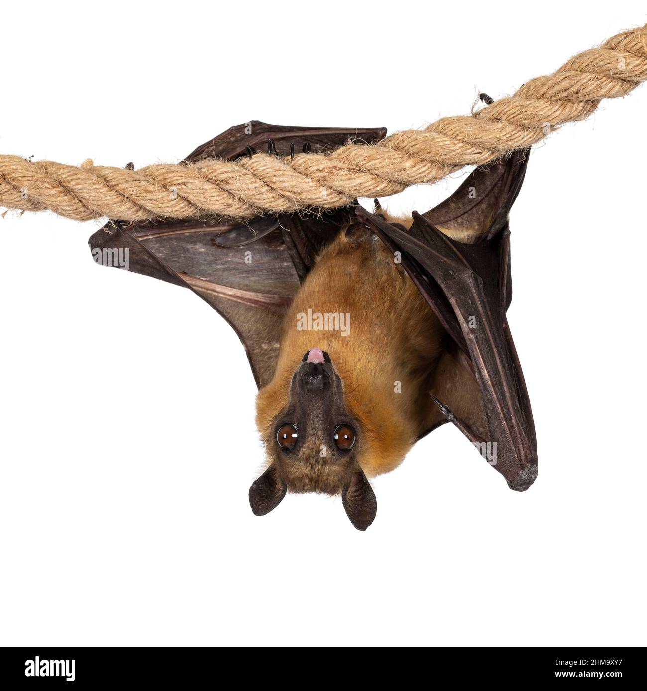 Young adult flying fox, fruit bat aka Megabat of chiroptera, hanging facing front on sisal rope. Looking straight to camera while sticking out tongue. Stock Photo