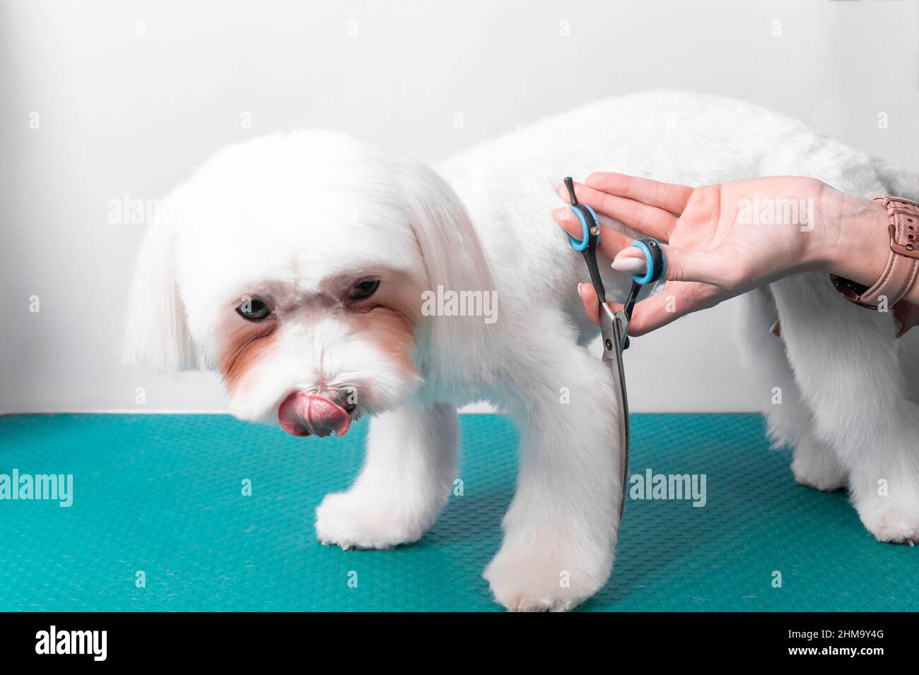 Professional groomer takes care of Maltese lapdog in animal beauty salon. Grooming salon worker cuts hair on white decorative toy dog paw in close up. Stock Photo