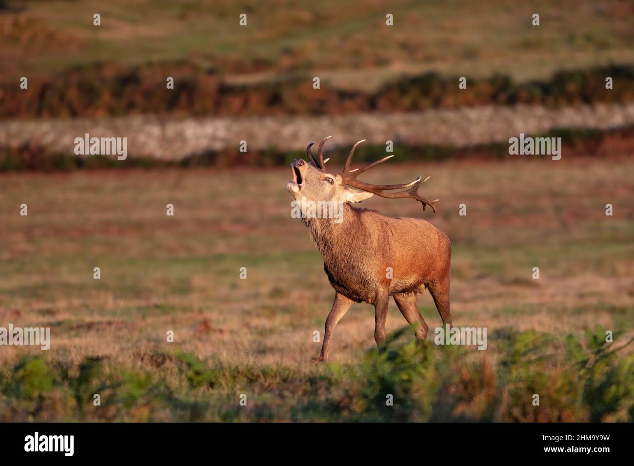 Red deer, rutting, roaring stag - Stock Image