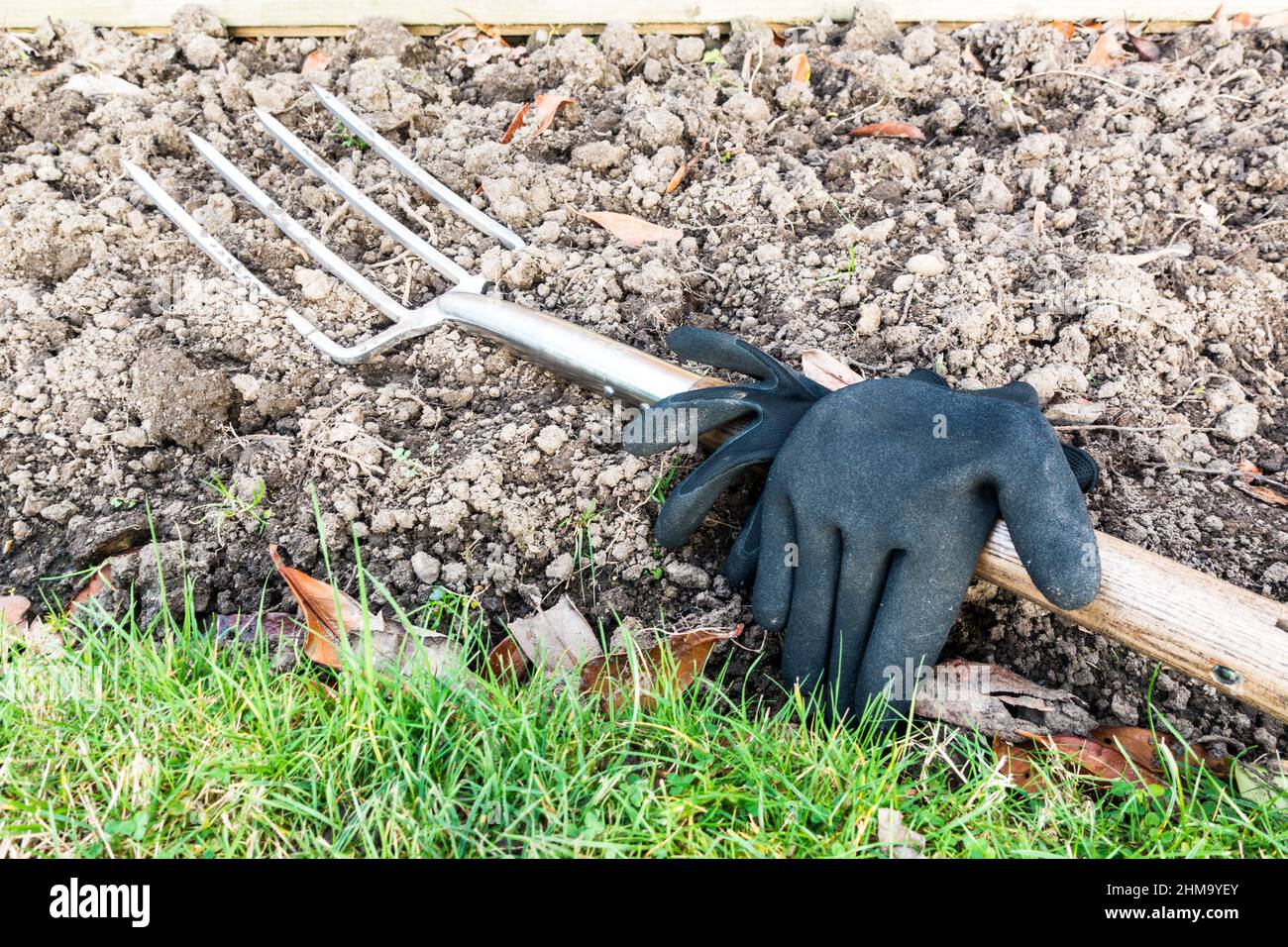 Digging fork in garden with hand gloves Stock Photo