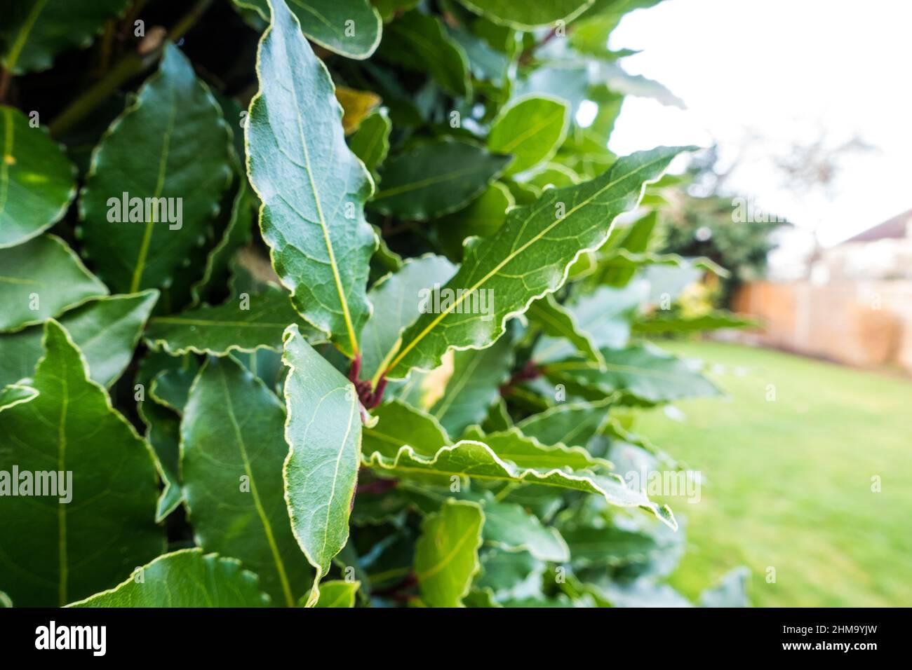 Laurus nobilis or Bay Laurel plant in garden Stock Photo