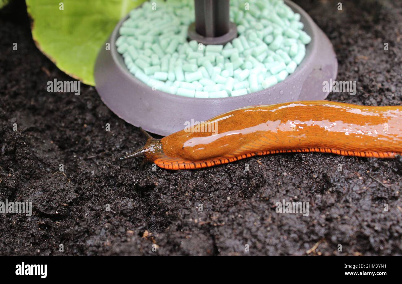 a snail on a snail trap Stock Photo