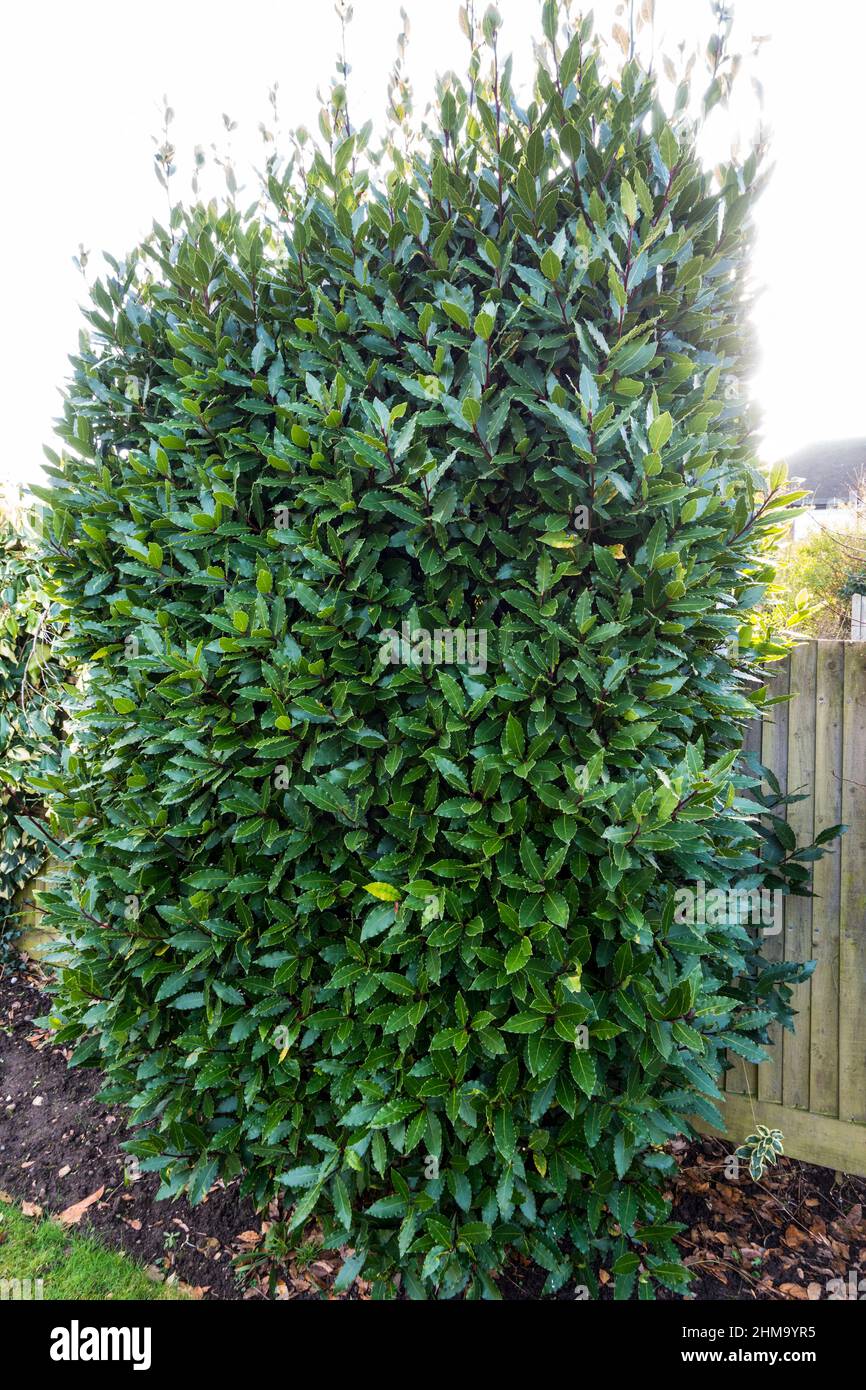 Laurus Nobilis Bay Tree Standard - Potted Evergreen Topiary Herb For Gardens & Patios