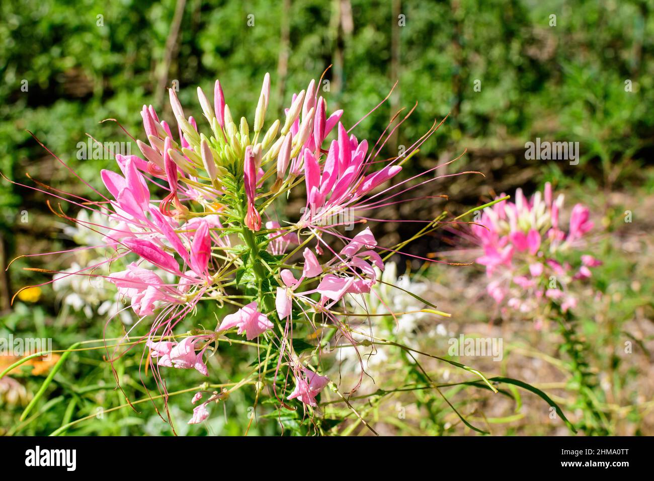 Many delicate pink flowers of Agapanthus plant, commonly known as lily