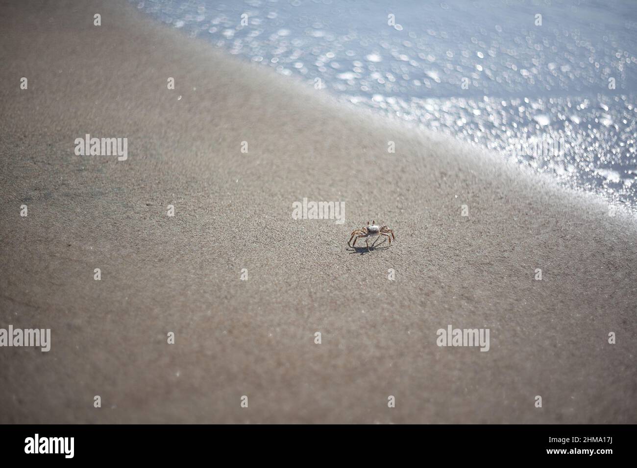 Little white crab hi-res stock photography and images - Alamy
