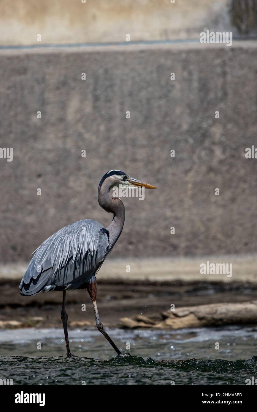 A Great Blue Heron in the middle of a small river in Quebec, Canada, looking for a fishing spot. Stock Photo