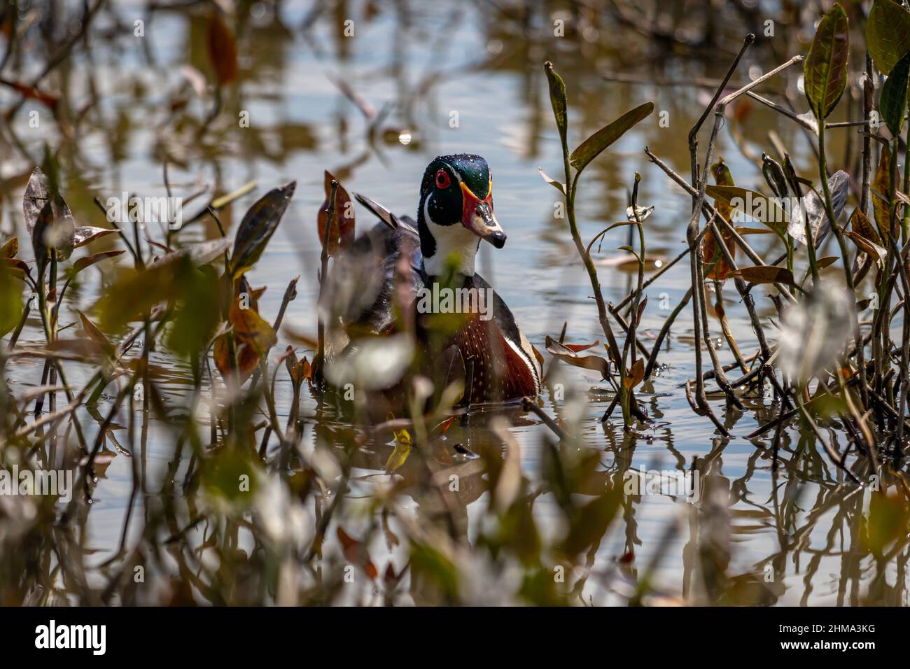 Male wood duck swimming in between water plants in a river. Stock Photo