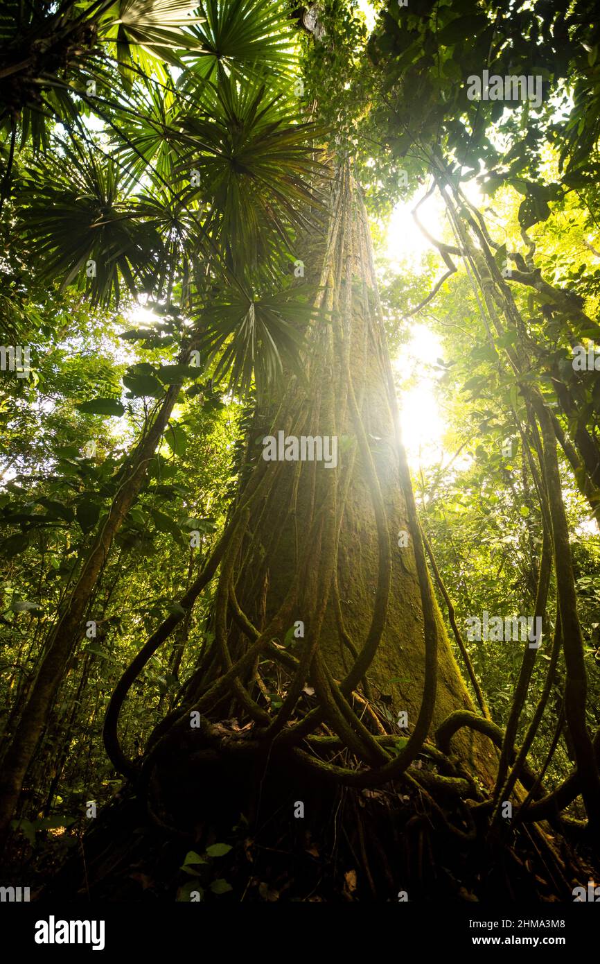 From below of tall green woods with lianas growing in tropical forest in sunlight Stock Photo