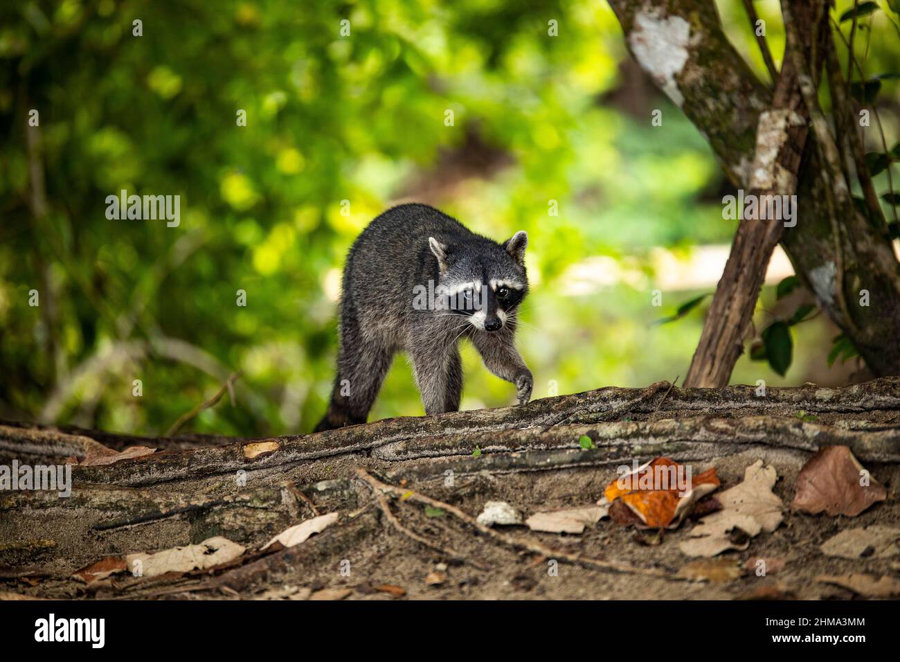 Fallen Racoon Cute raccoon looking at camera while walking on fallen tree in ...