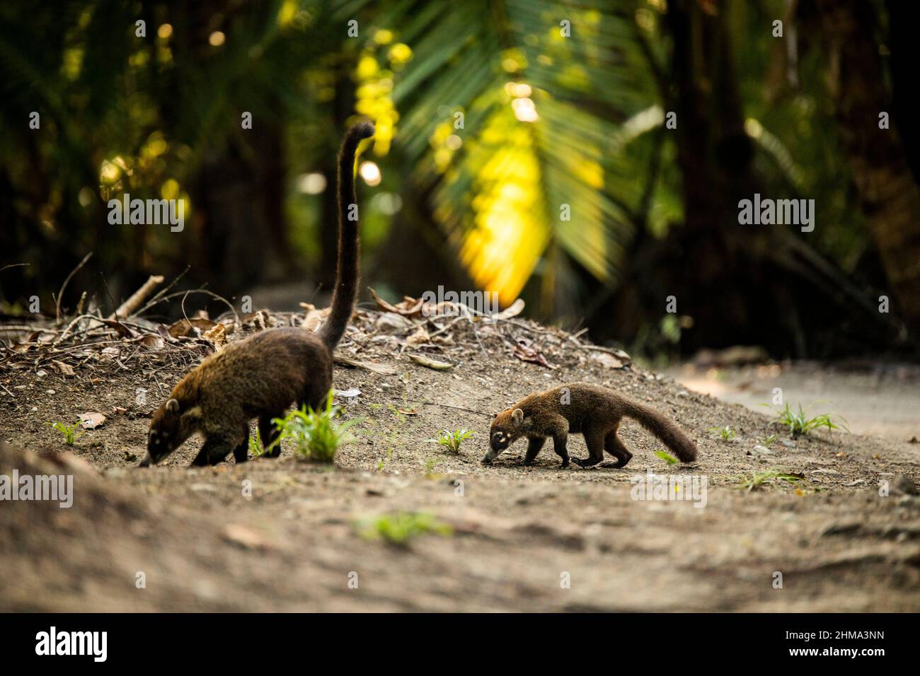 Adorable wild coatis with long tails walking on ground in woods with green exotic trees in nature of Costa Rica Stock Photo