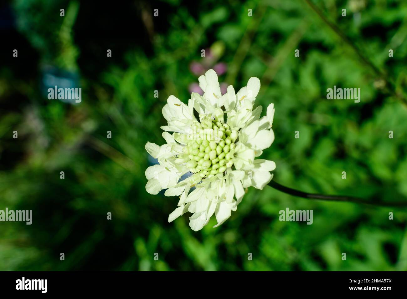 Close up of one small and delicate white flower of Tatarian cephalaria (Cephalaria Gigantea) plant in full bloom in a summer garden, in direct sunligh Stock Photo