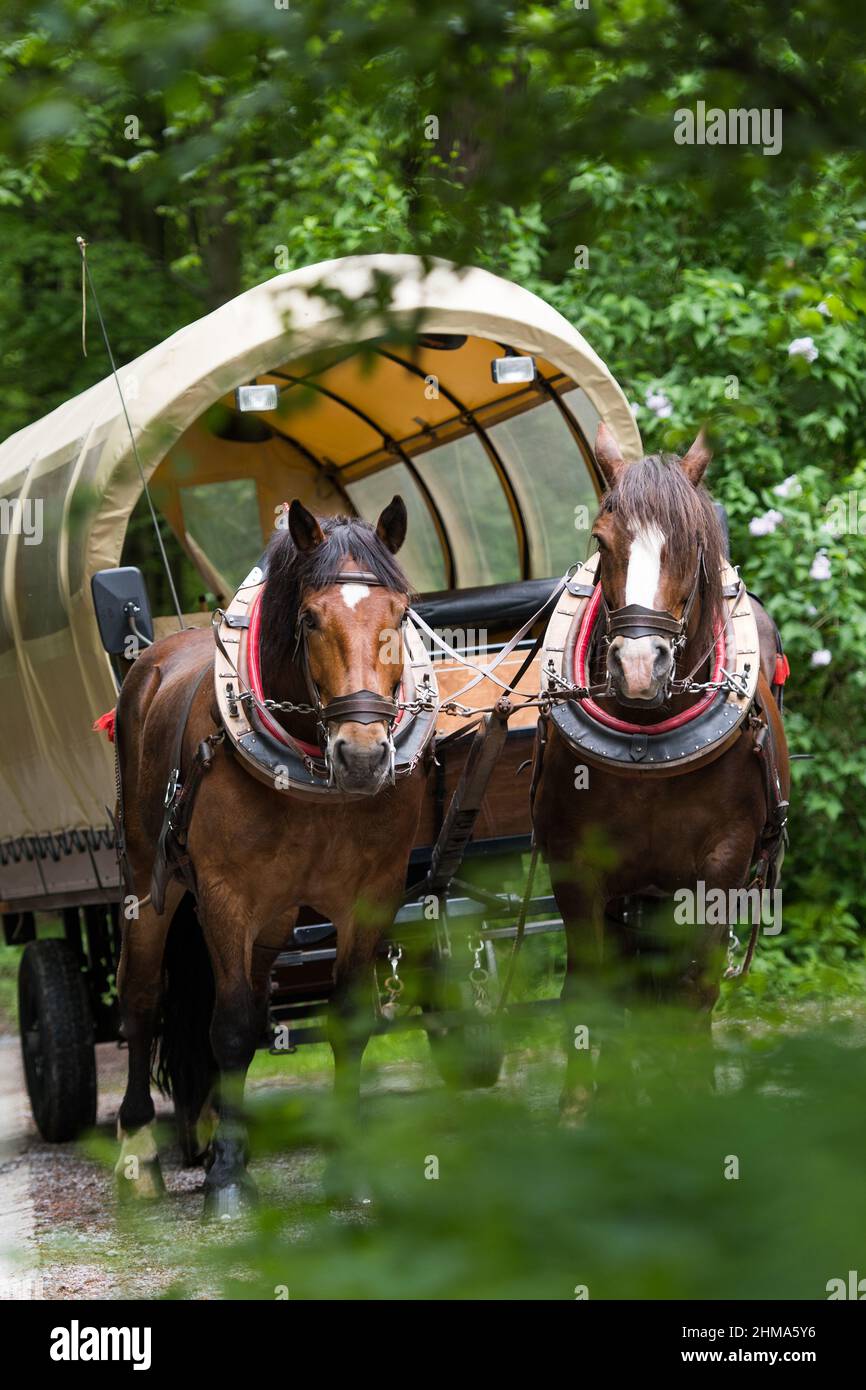 Excursion with the covered wagon Stock Photo Alamy