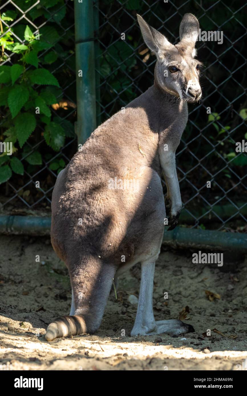 The red kangaroo, Macropus rufus is the largest of all kangaroos, the largest terrestrial mammal native to Australia, and the largest extant marsupial Stock Photo
