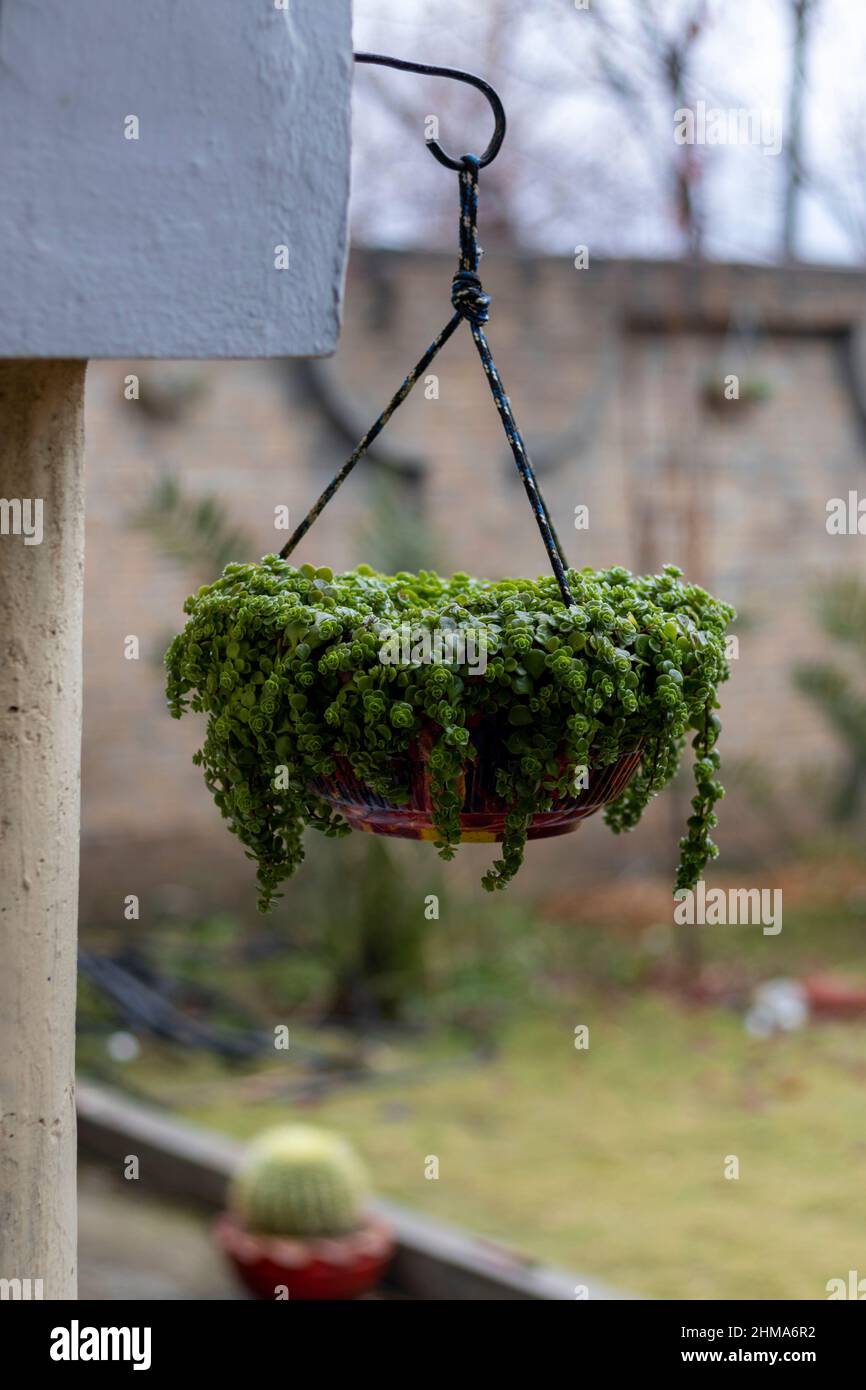 Soleirolia soleirolii Baby's Tears plant in a hanging pot Stock Photo