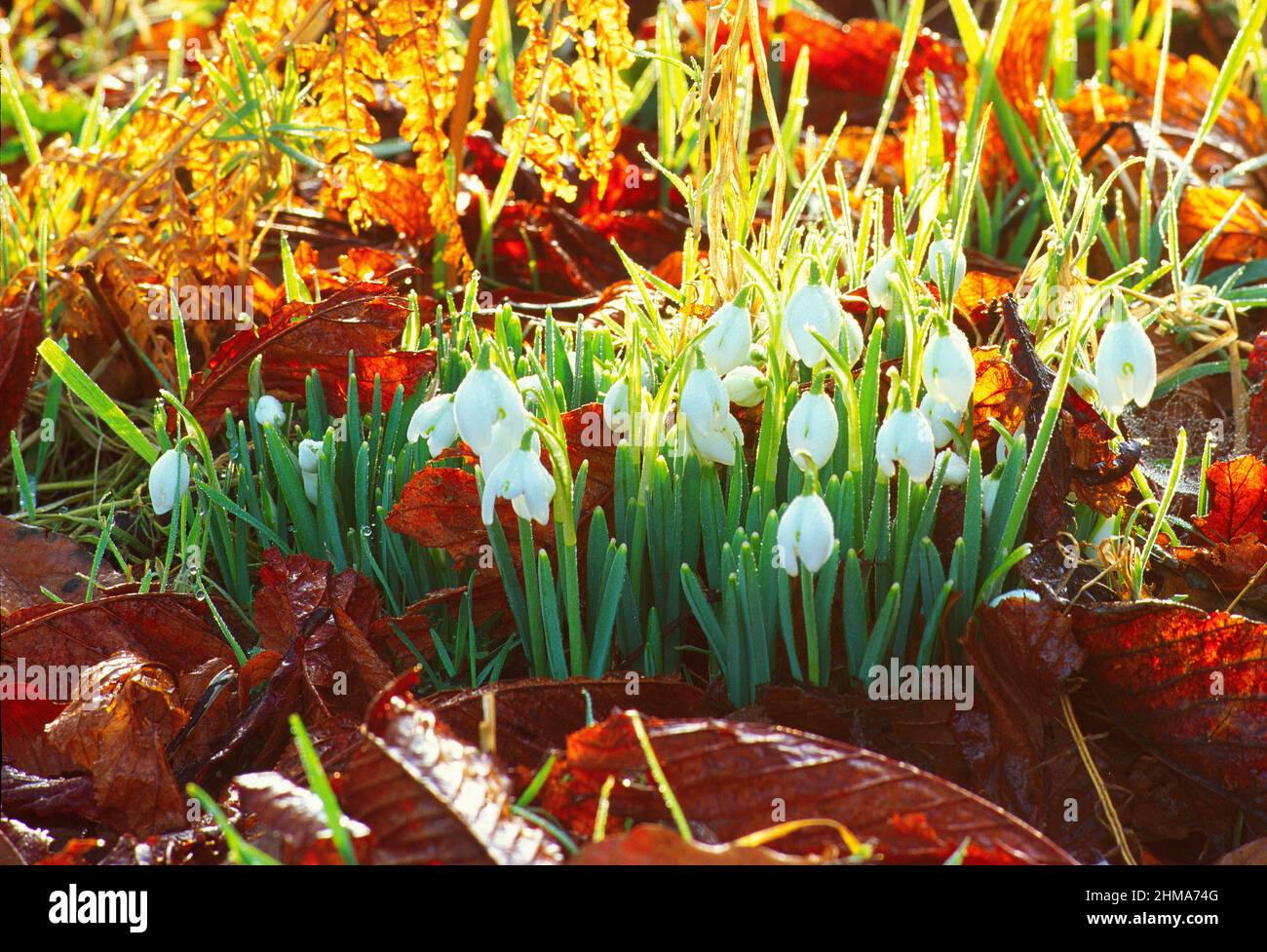 snowdrops, with autmn leaves, Stock Photo