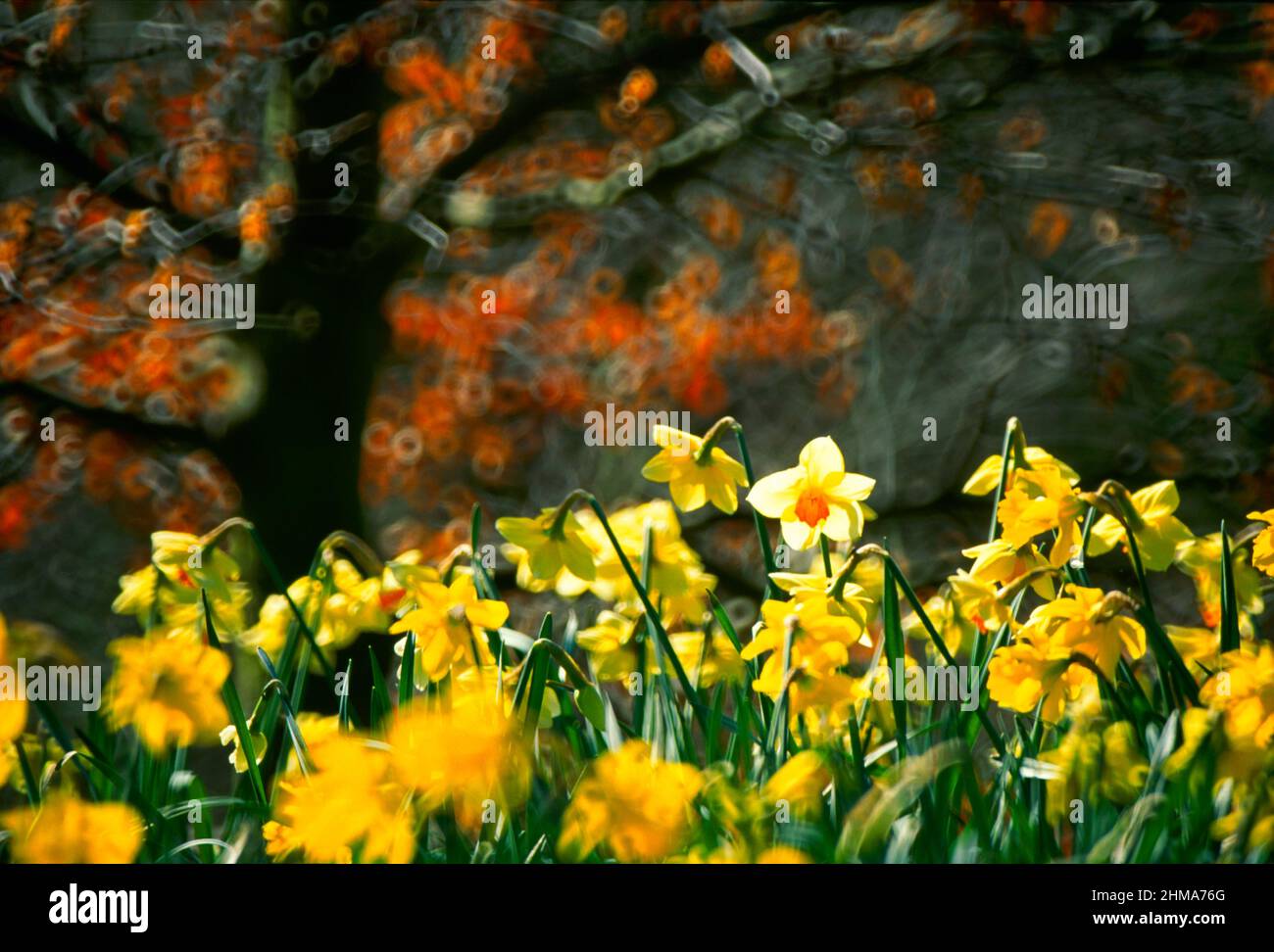 daffodils, in woodland, Stock Photo