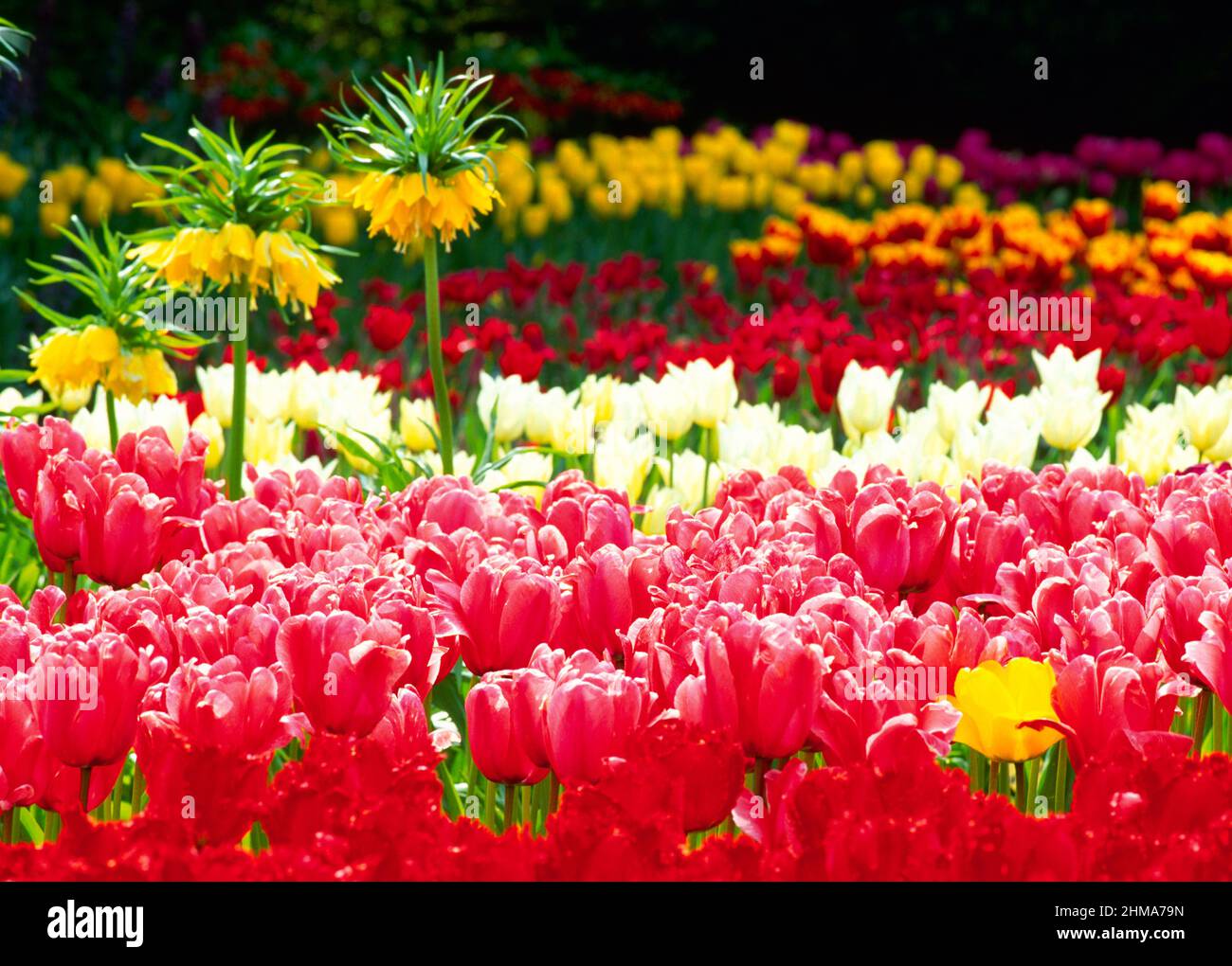 UK, Lincolnshire, Spalding, tulip gardens, Stock Photo