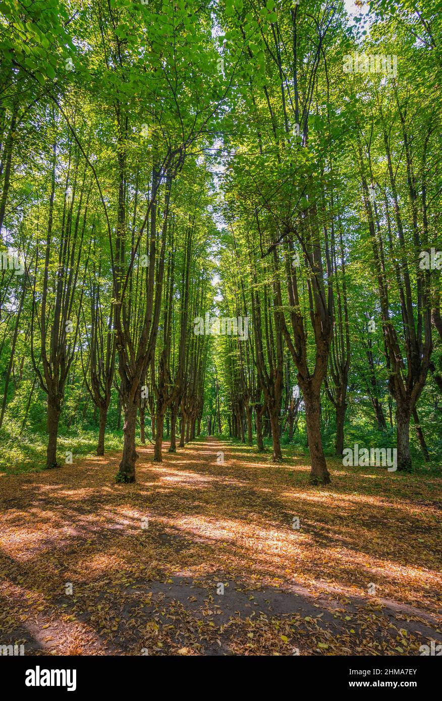 High trees in a row, making alley in forest Stock Photo Alamy