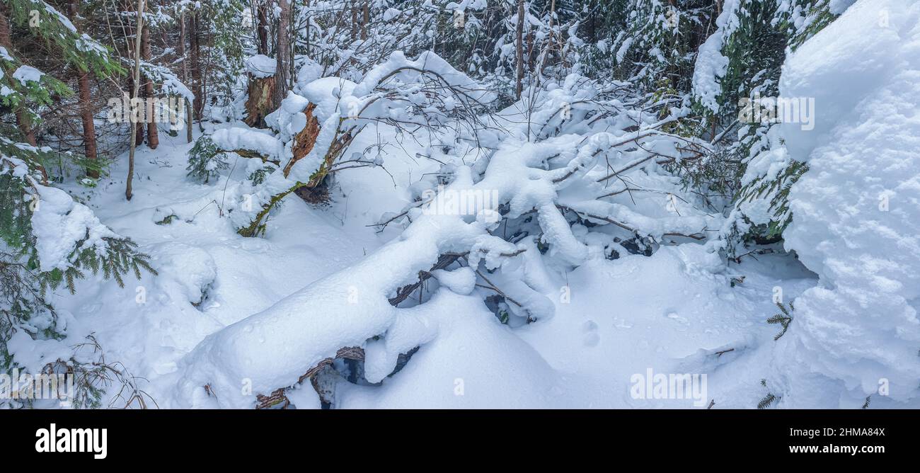 Panoramic landscape of a snowy forest on a sunny winter day. Ukrainian Carpathians. Stock Photo