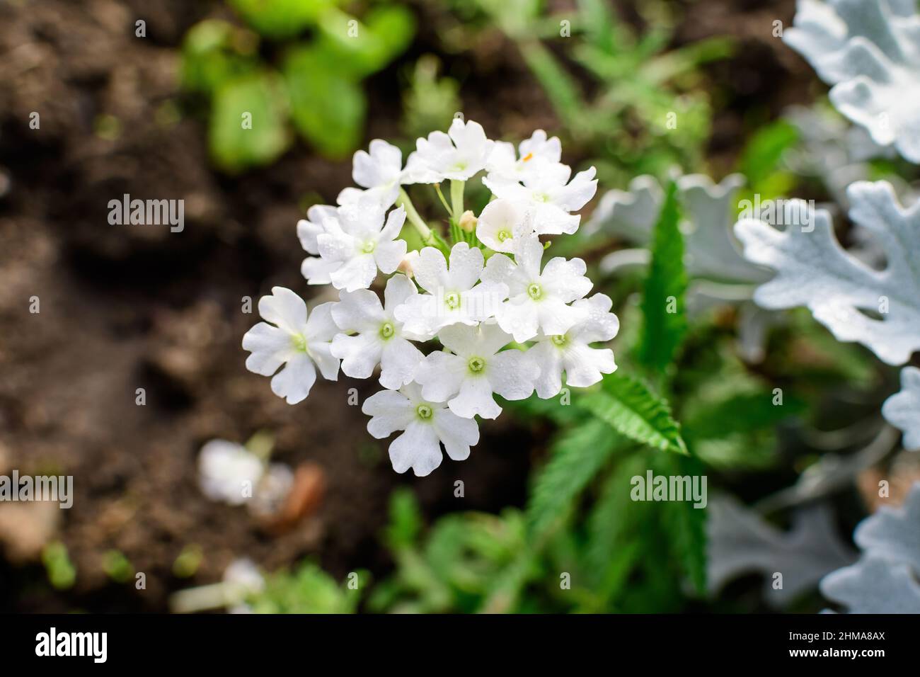 Many delicate fresh white flowers of Verbena Hybrida Nana Compacta plant, in a sunny summer garden, top view of beautiful outdoor floral background ph Stock Photo