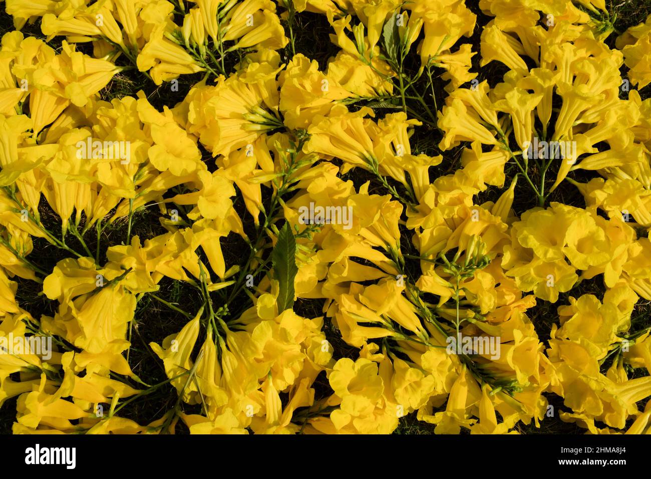 Yellow flower backgrounds. Tecoma stans known as yellow trumpetbush ...