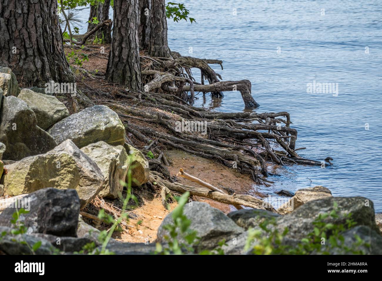 Exposed tree roots along the shore at the lake sticking out above the water surrounded by boulders to prevent erosion closeup view in springtime Stock Photo