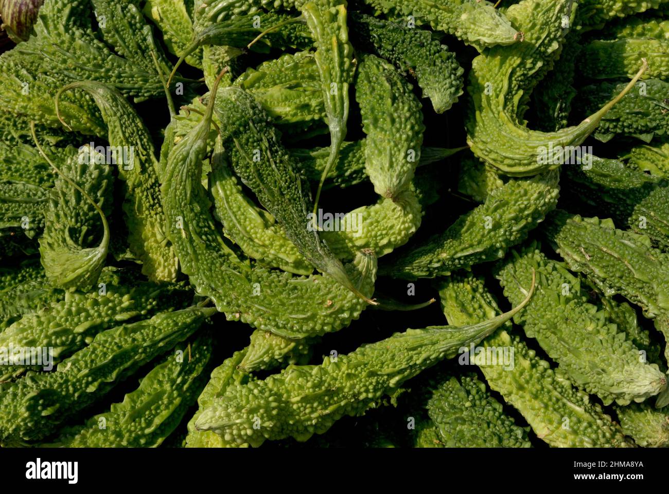 Deolali, Maharashtra, India Asia, Feb,2009 The closeup of fresh