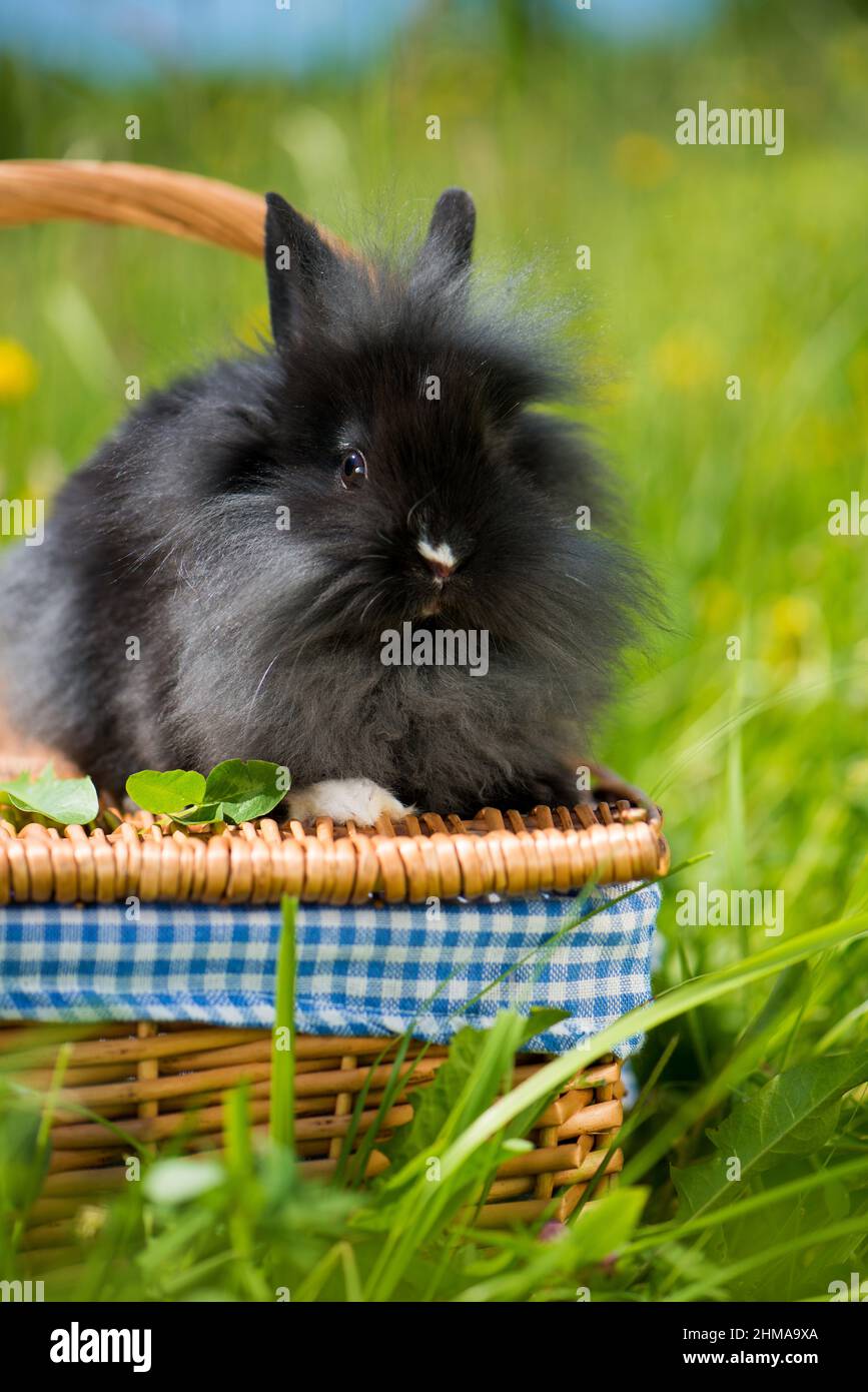 Cute dwarf rabbit with basket in a meadow Stock Photo