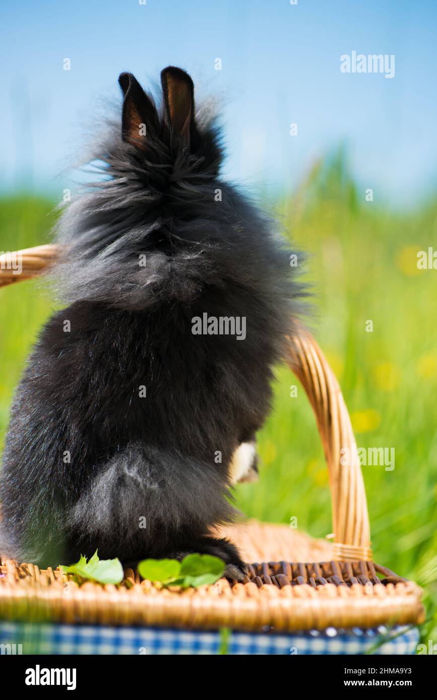Cute dwarf rabbit with basket in a meadow Stock Photo - Alamy