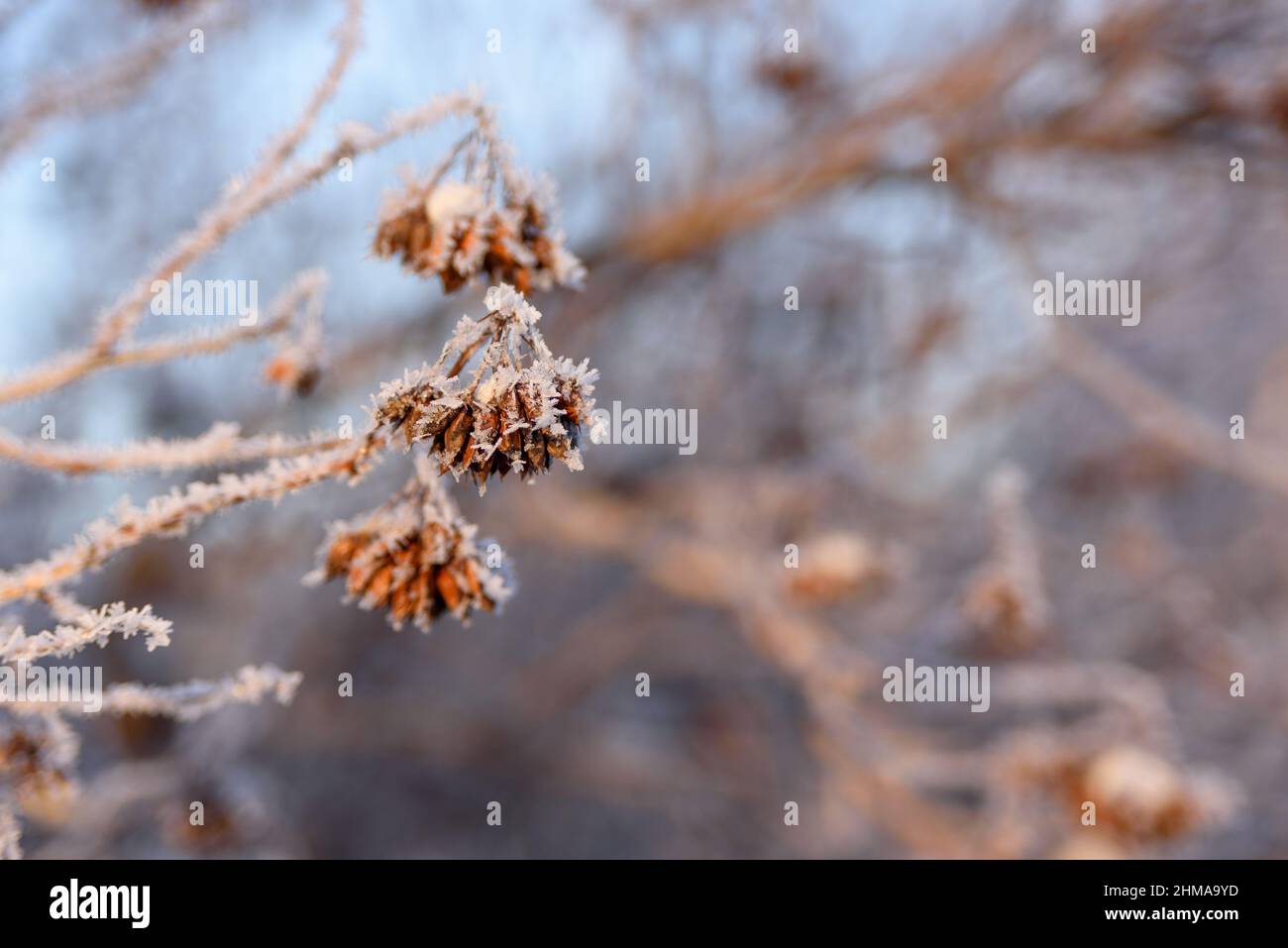 Tree branches covered by frost with sunset light, macro Stock Photo - Alamy