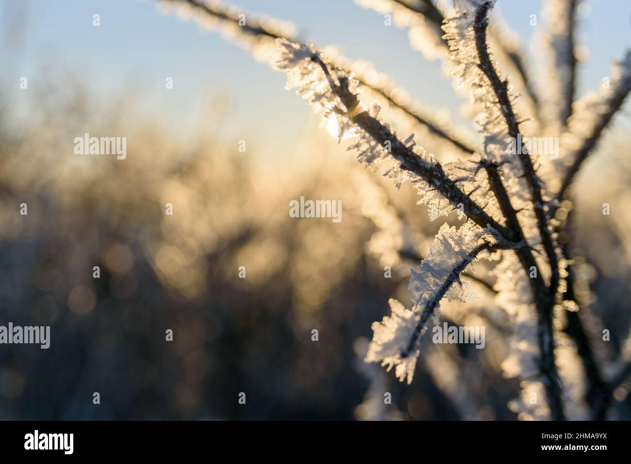 Frost covered plant sunset hi-res stock photography and images - Alamy