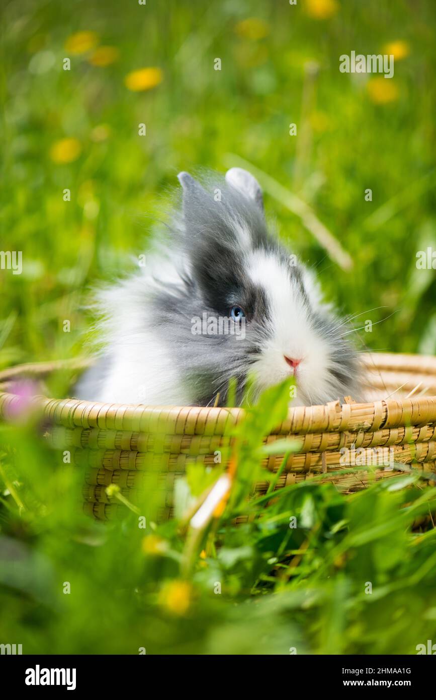 Cute dwarf rabbit in a meadow Stock Photo - Alamy