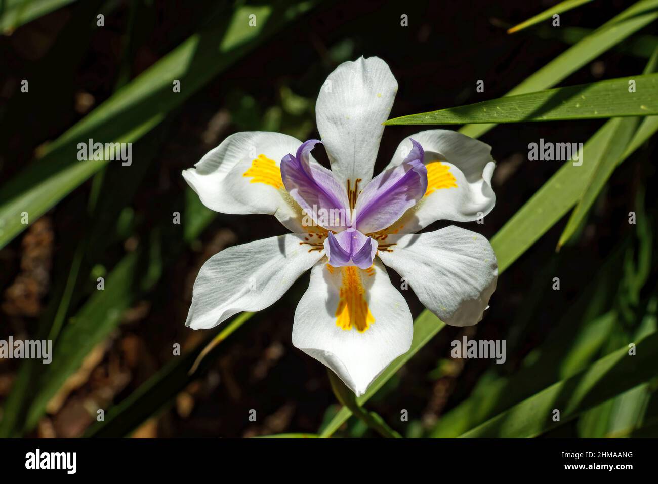 cultivated flower, close-up, 6 white petals, gold, purple center petals, nature, Florida, Bok Tower Gardens, Florida, Lake Wales, Fl, spring Stock Photo