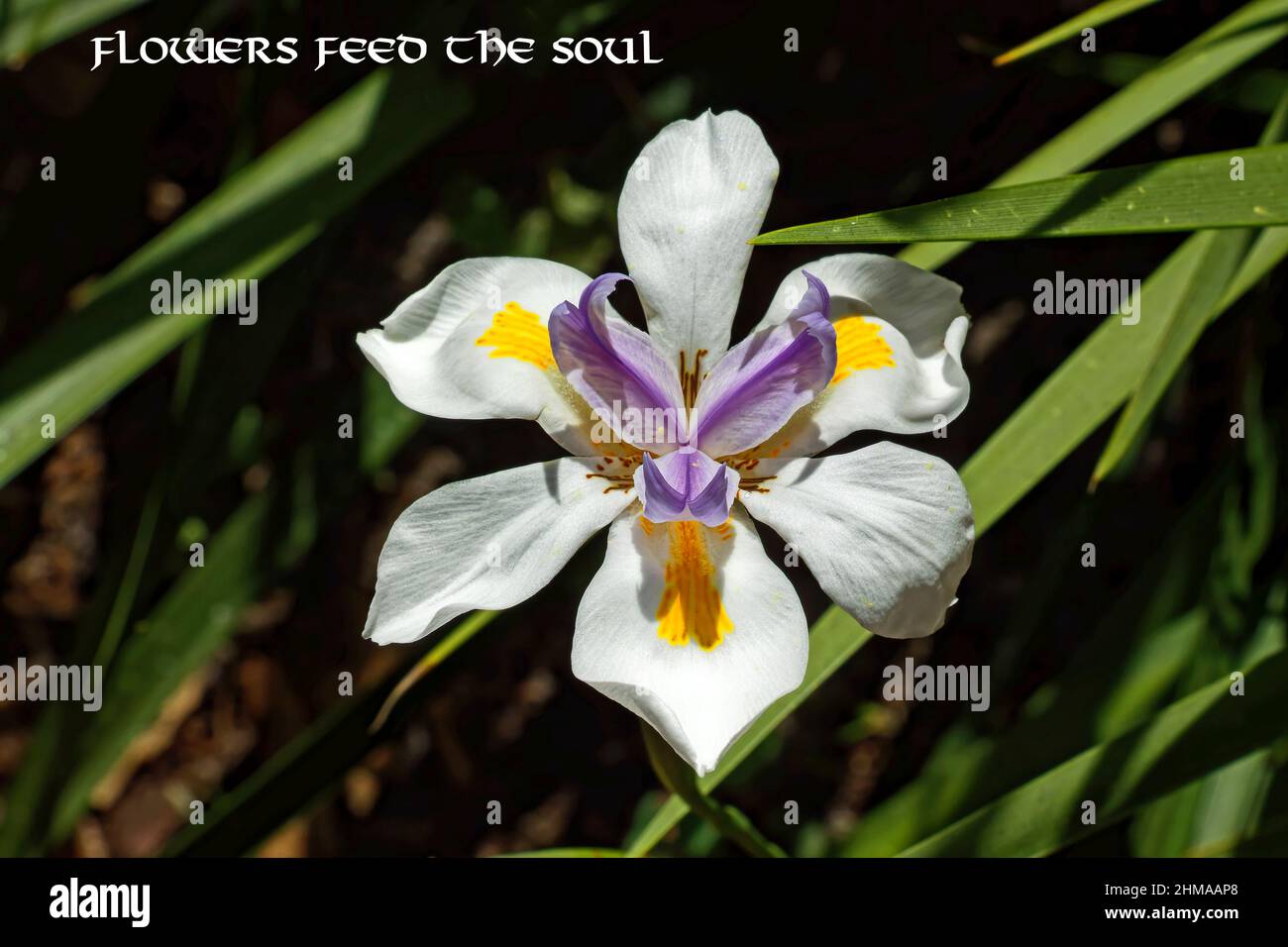 cultivated flower, text, words, Flowers feed the soul, close-up, 6 white petals, gold, purple center petals, nature, Florida, Bok Tower Gardens, Flori Stock Photo