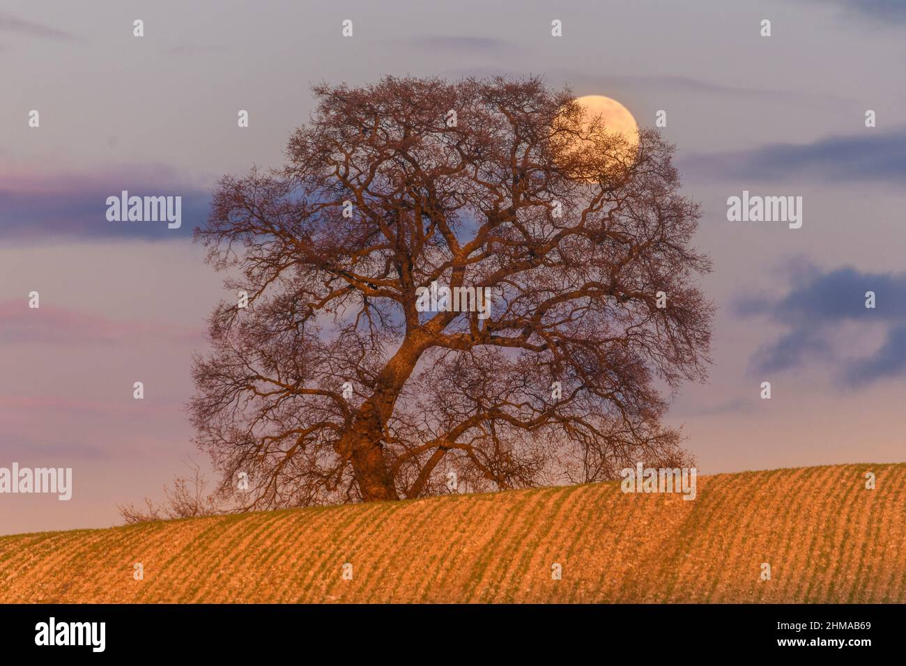 Winter moonrise hi-res stock photography and images - Alamy