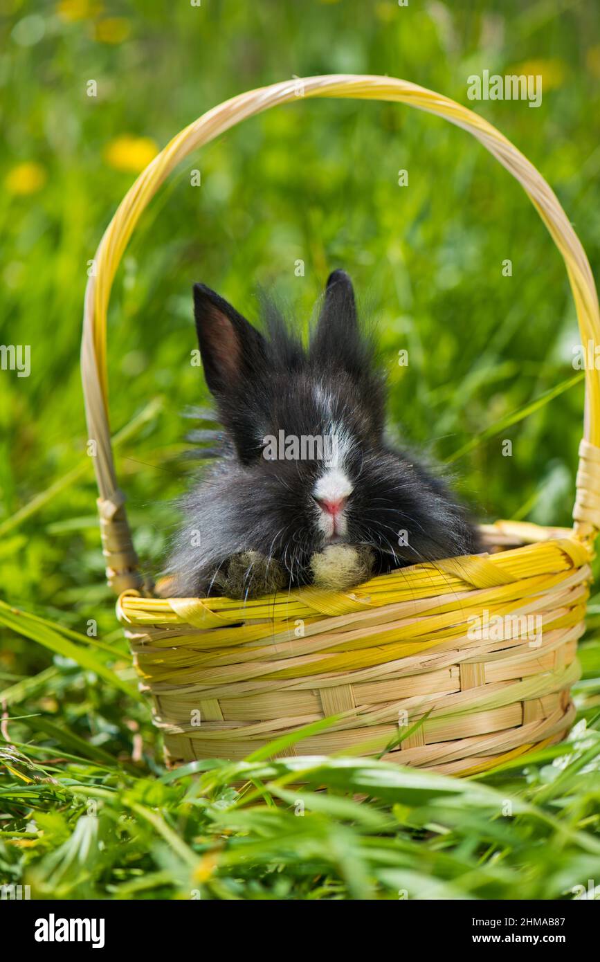Cute dwarf rabbit in a basket Stock Photo