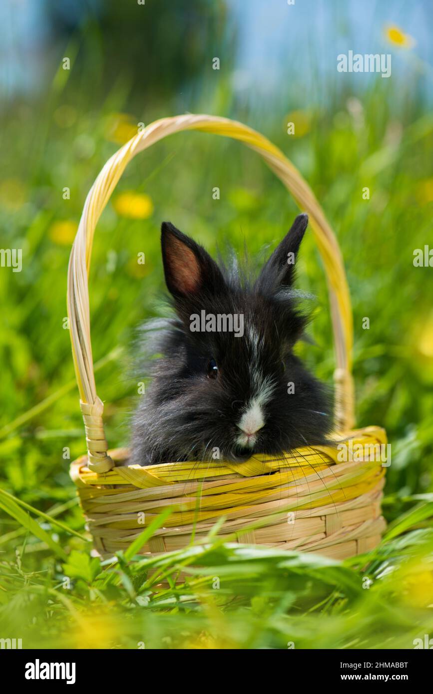 Cute dwarf rabbit in a basket Stock Photo - Alamy