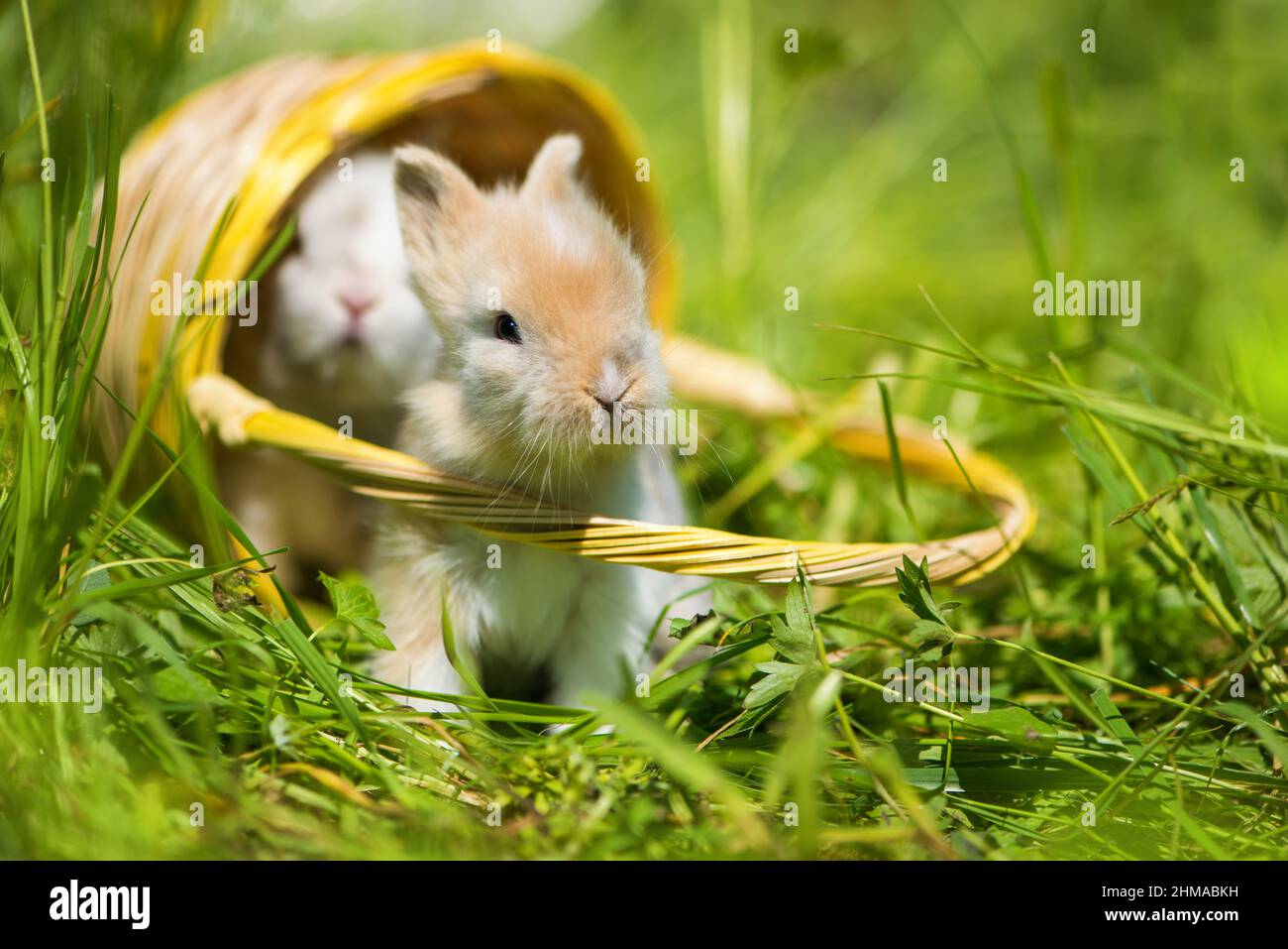 Cute young rabbits in a meadow Stock Photo