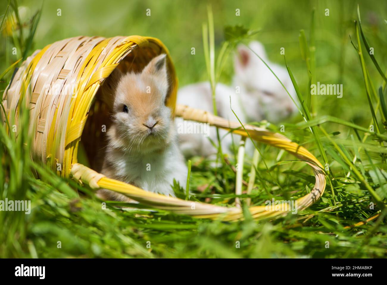 Cute young rabbits in a meadow Stock Photo