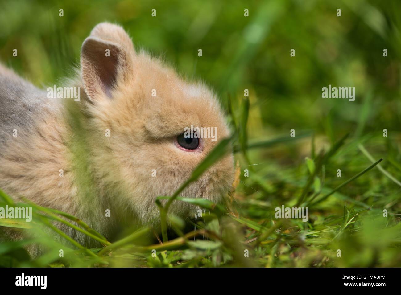 Cute young rabbit in a meadow Stock Photo - Alamy