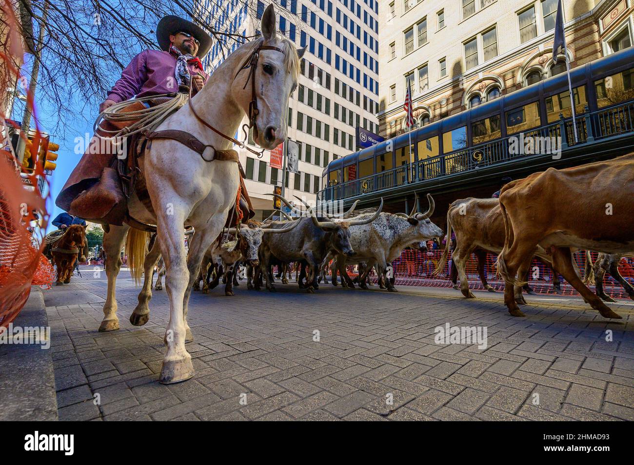 san antonio cattle drive parade route Stock Photo Alamy